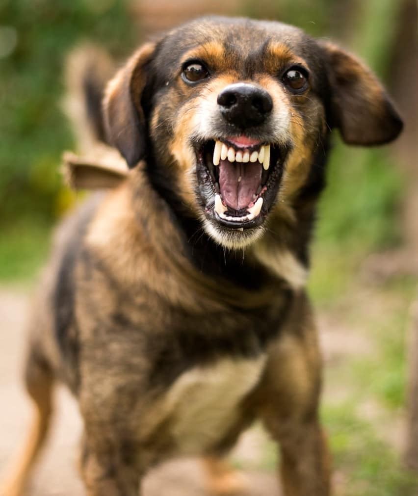 An angry dog growling.