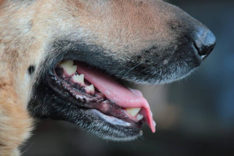 Dog Bite Statistics by Breed | Adam S. Kutner, Injury Attorneys