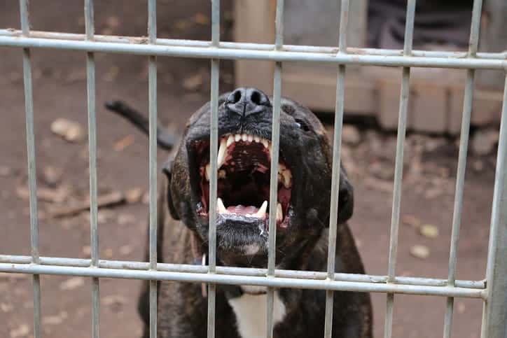 An upset dog growling and showing its teeth while inside a cage.